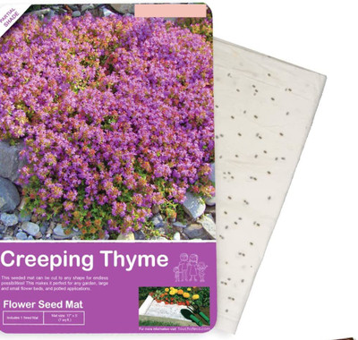 VibeX KGF -3 - Magic Carpet Creeping Thyme - (1350 Seeds) Seed(1350 per packet)