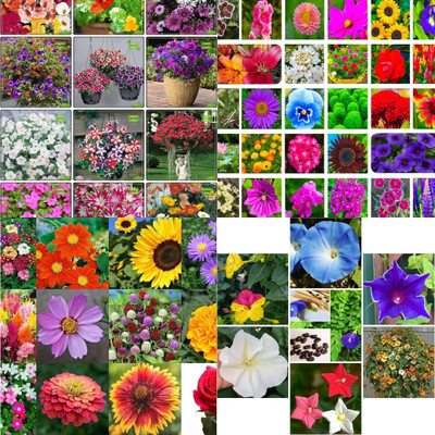 ibains Mix flowers seeds biij 200 Seed(200 per packet)