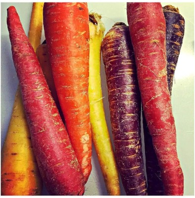 KNESSiN Carrot Rainbow Blend Open Pollinated Seeds Seed(250 per packet)