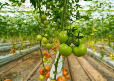 Farmhook tomato Seed(95 per packet)
