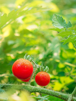 Profound tomato Seed(85 per packet)