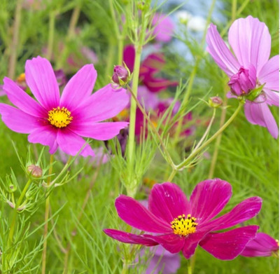 ZIXA Cosmos Flower Scatter Garden Mix Seed(10 per packet)