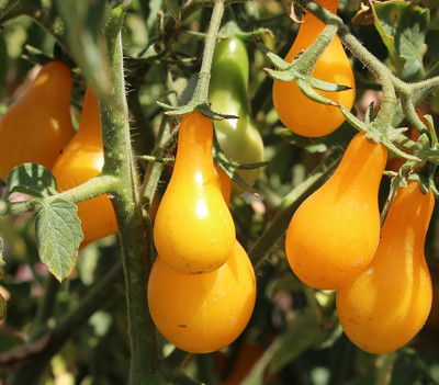 Qualtivate AXL-1AT Yellow Pear Tomato Seed(300 per packet)
