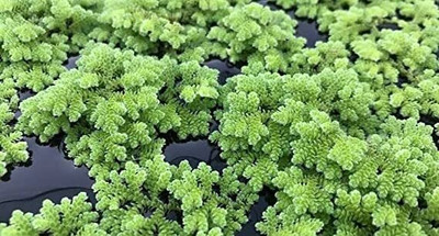 wequality ajolla fern seeds/azolla seeds 1900 Seed(1900 per packet)