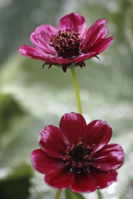 Aywal Brahmaand Phool Cosmos For Containers Flower Seed(1 g)