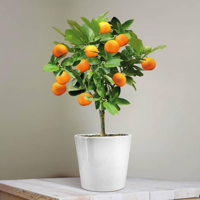 KNESSiN Exotic Australian Finger Lemon Fruit Seed(25 per packet)