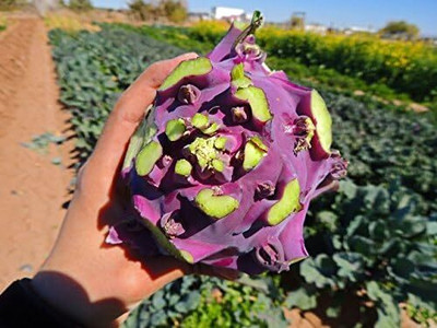 WILLVINE PAU -IX Kholrabi/Knolkhol Azur Star F1 Hybrid [2.5g] Seed(750 per packet)