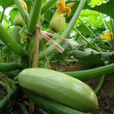 CYBEXIS Garden Farm Planting - Zucchini Seeds400 Seeds Seed(400 per packet)