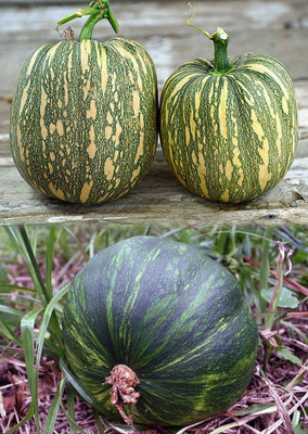 VibeX ® VMR-165 Green Pumpkin F1 Hybrid Imported Seeds Seed(50 per packet)