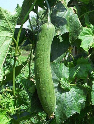 VibeX GBPUT-44 - Gourd Luffa Sponge Vegetable - (100 Seeds) Seed(100 per packet)