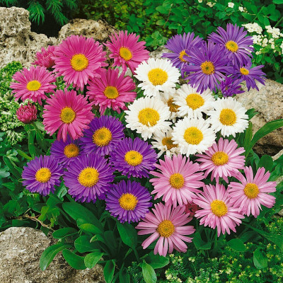 Arshiayat aster double mixed flower Seed(28 per packet)