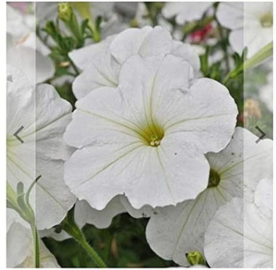 Aro Petunia Seed(10 per packet)