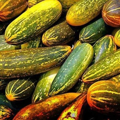 KNESSiN Dosakaya Seeds - Yellow Cucumber Seeds Heirloom Seed(150 per packet)