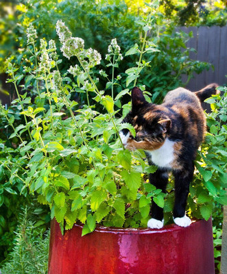 Qualtivate VXL-3AT Catnip Seeds, Mint Herb Seed(200 per packet)