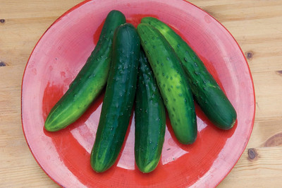 Qualtivate ICRA-2A Salad Bush Slicing Cucumber Seeds Seed(300 per packet)
