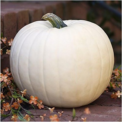 Biosnyg ROX-41 Spooky Pumpkin Mixture (Cucurbita pepo / maxima)-[400 Seeds] Seed(400 per packet)