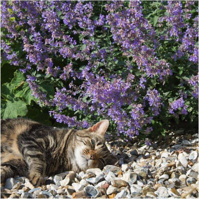 CYBEXIS PAU-11 - Cat Mint Catnip - (13500 Seeds) Seed(13500 per packet)