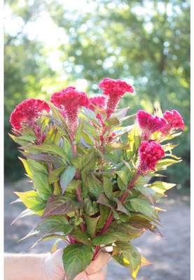 XOLDA Exotic phlox Seed(34 per packet)