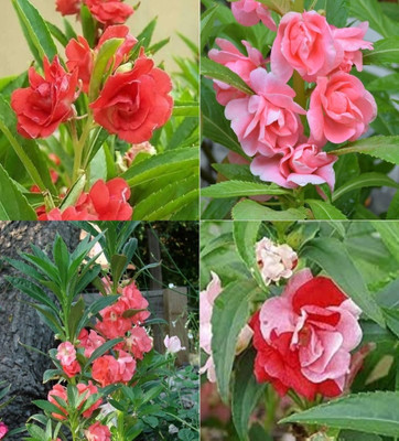 ibains Balsam flower mix colour seeds beez 70 Seed(70 per packet)
