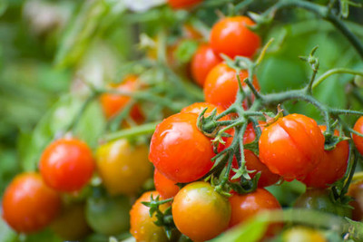 parrot creation tomato Seed(135 per packet)