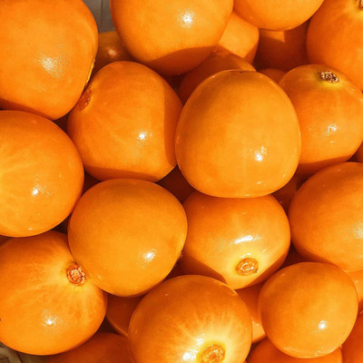 QALANDAR Golden Berries / Cape Gooseberries Seed(20 per packet)