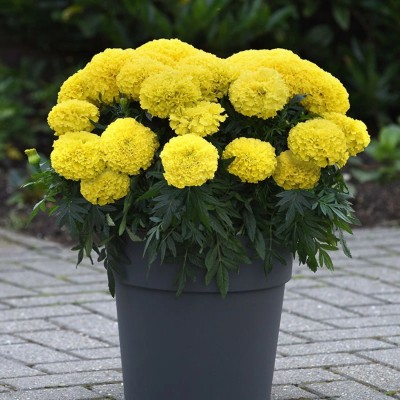 Quentova African Hybrid Marigold (Genda) Seeds Yellow-LIV-22R Seed(50 per packet)