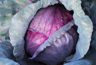 WILLVINE KGF -IV Cabbage, Red Acre Seeds [25g] Seed(7500 per packet)