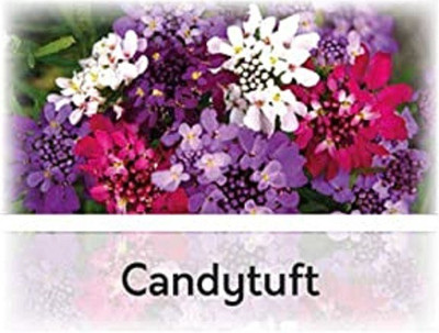 CYBEXIS Candytuft Flower Seeds400 Seeds Seed(400 per packet)