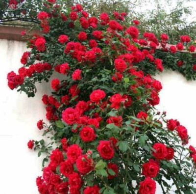 ROSEMERC Imported beautiful red climbing rose flower plant seeds( 10 per packet ) Seed(10 per packet)
