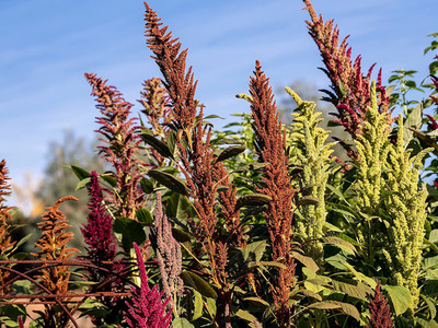 KANAYA Amaranthus Love Lies Bleeding Seed(40 per packet)
