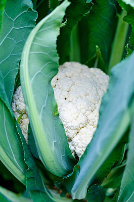 Vespa white cauliflower,gobhee seeds Seed(20 per packet)