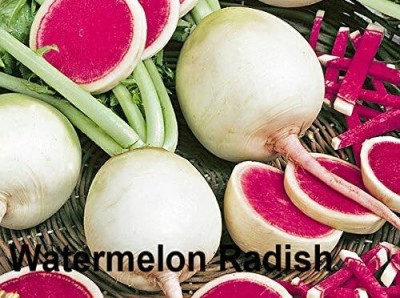 Qualtivate ICRA-9A Watermelon Radish Seeds Seed(300 per packet)