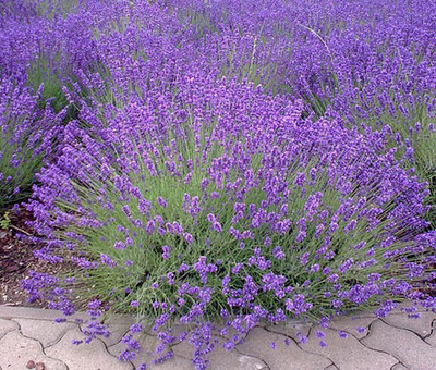 CYBEXIS PUAS-9 - English Lavender - (2250 Seeds) Seed(2250 per packet)