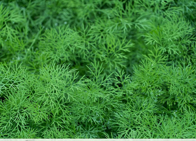 CYBEXIS XLR-57 - Bouquet Dill - (750 Seeds) Seed(750 per packet)