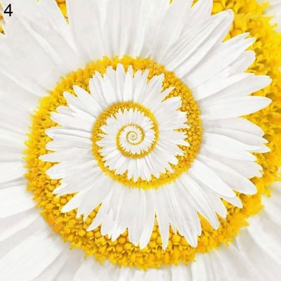 CYBEXIS TLX-75 - Hybrid White Chrysanthemum - (270 Seeds) Seed(270 per packet)