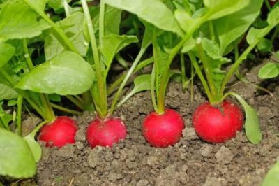 Lorvox Hybrid Vegetable Seeds - Mooli Seeds - (Red Gol Radish) Seed(450 per packet)