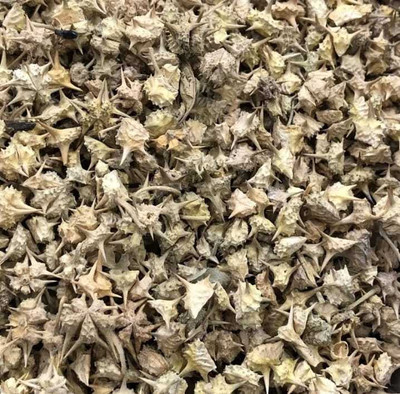 VASUKRISHNA Gokhru Big Seed(100 per packet)