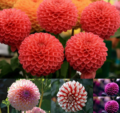 ibains Dahlia mix flower seed Seed(37 per packet)
