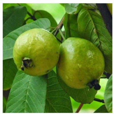 DROXTY GUAVA Seed(60 per packet)