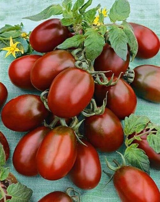 Biosnyg Non GMO Black De Barao Tomato Vegetable Seeds for Home Gardening - (2000 Seeds) Seed(2000 per packet)