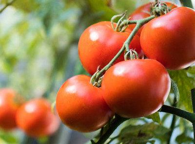 VEDAGRAHI tomato Seed(85 per packet)
