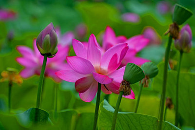 UGROW INIDA lotus,kamal gatta Seed(15 per packet)