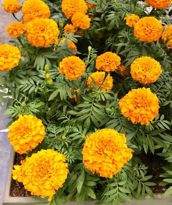 SAVRANA SHAKTI marigold,gende ka phool seeds Seed(20 per packet)
