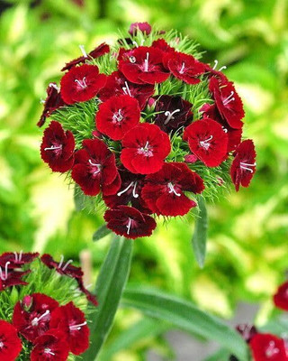 Lorvox Dianthus Barbatus Mixed Color Flowerig Seed(25 per packet)