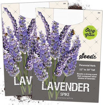 WILLVINE Spike Lavender (Lavandula latifolia) -2 x Packet Seed(200 per packet)