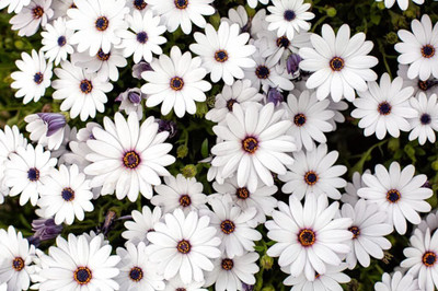 Epazo DIMORPHOTHECA WHITE OPEN POLLINATED Seed(10 per packet)