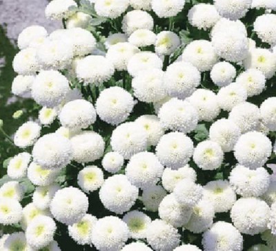 VibeX LX-30 - Chrysanthemum Parthenium Snowball Tanacetum - (270 Seeds) Seed(270 per packet)