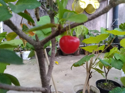 Aywal Sweet Cherry Fruit Seeds For Your Garden Seed(4 per packet)