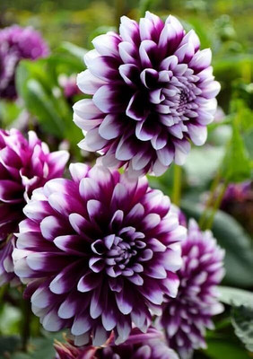 SRKR AGRO ™ Dahlia mix flower plant dwarft flowers home gardening Seed(55 per packet)