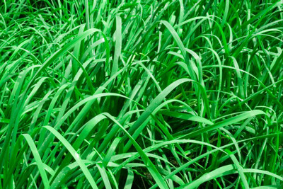 Arshiayat Cow - Buffalo Grass Seed(1000 per packet)